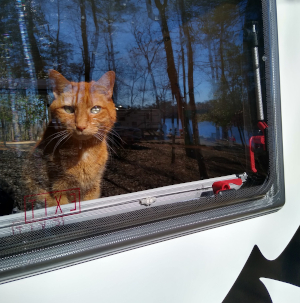 Road warrior kitty in our teardrop trailer in SC in Feb 2021