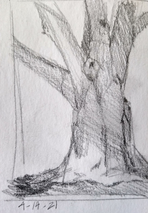 Graphite sketch of oak tree by plein air painter Julie Dyer Holmes