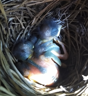 Magic at Home baby bluebirds July 2021