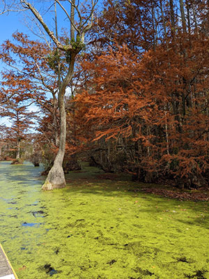 Swamp-green-and-burgundy-red-at-Merchant-Millpond-State-Park-