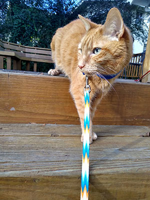 Avid-Birder-Oppie-Kitty-in-his-favorite-harness-and-leash-2022